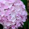 Penny Mac Hydrangea - 1 Gallon Pot -Best Plant Shop hydrangea macrophylla penny mac 22