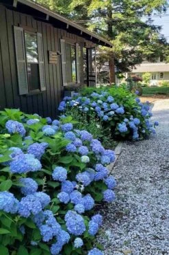 Penny Mac Hydrangea - 1 Gallon Pot 11 Penny Mac Hydrangea - 1 Gallon Pot -Best Plant Shop hydrangea macrophylla penny mac 23
