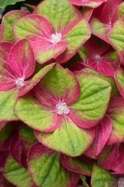 Tilt-A-Swirl Hydrangea - 3 Gallon Pot - SALE -Best Plant Shop hydrangea macrophylla tilt a swirl 4
