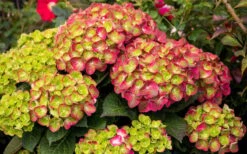 Tilt-A-Swirl Hydrangea - 3 Gallon Pot - SALE -Best Plant Shop hydrangea macrophylla tilt a swirl 8