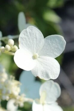 Kyushu Hydrangea - 3 Gallon Pot 15 Kyushu Hydrangea - 3 Gallon Pot -Best Plant Shop hydrangea paniculata kyushu 23
