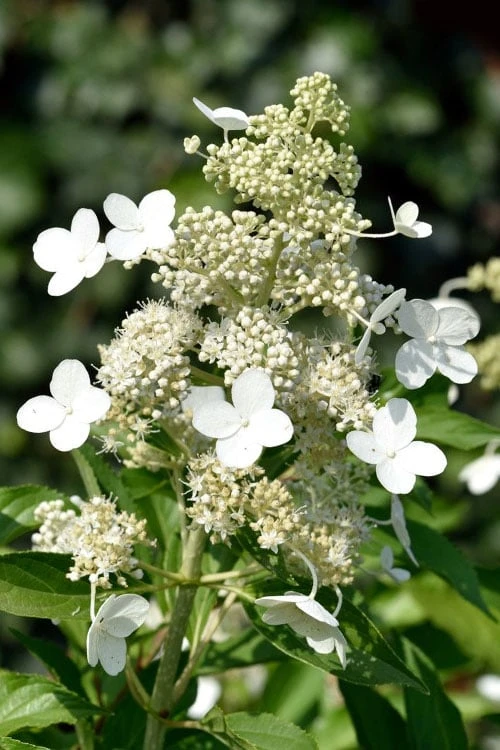 Kyushu Hydrangea - 3 Gallon Pot 3 Kyushu Hydrangea - 3 Gallon Pot