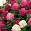 Little Lime Punch Hydrangea - 3 Gallon Pot -Best Plant Shop hydrangea paniculata little lime punch 1