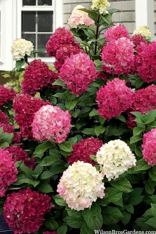 Little Lime Punch Hydrangea - 3 Gallon Pot 3 Little Lime Punch Hydrangea - 3 Gallon Pot