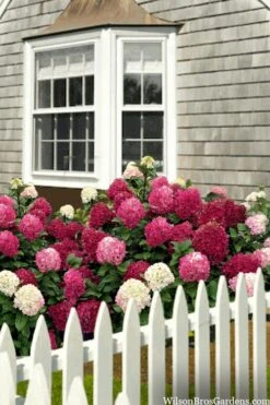 Little Lime Punch Hydrangea - 3 Gallon Pot 10 Little Lime Punch Hydrangea - 3 Gallon Pot -Best Plant Shop hydrangea paniculata little lime punch 2