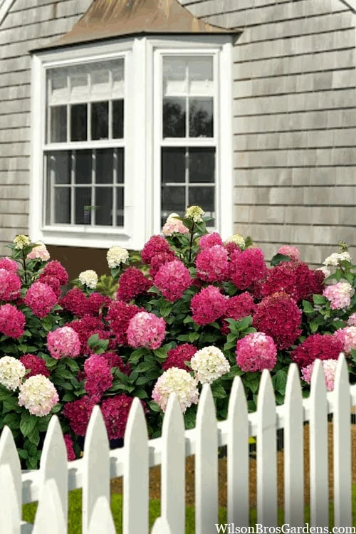 Little Lime Punch Hydrangea - 3 Gallon Pot 6 Little Lime Punch Hydrangea - 3 Gallon Pot - Image 4