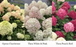 Little Lime Punch Hydrangea - 3 Gallon Pot 11 Little Lime Punch Hydrangea - 3 Gallon Pot -Best Plant Shop hydrangea paniculata little lime punch 3