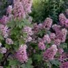 Gatsby Pink Oakleaf Hydrangea - 3 Gallon Pot -Best Plant Shop hydrangea quercifolia gatsby pink 17