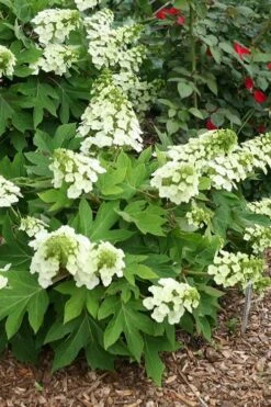 Pee Wee Dwarf Oakleaf Hydrangea - 2 Gallon Pot 17 Pee Wee Dwarf Oakleaf Hydrangea - 2 Gallon Pot -Best Plant Shop hydrangea quercifolia pee wee oakleaf 1 2