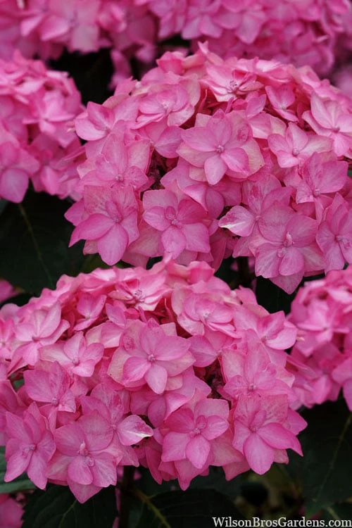Let's Dance 'Can Do' Hydrangea - 2 Gallon Pot 10 Let's Dance 'Can Do' Hydrangea - 2 Gallon Pot - Image 8