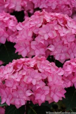 Let's Dance 'Can Do' Hydrangea - 3 Gallon Pot -Best Plant Shop hydrangea serrata lets dance can do 2