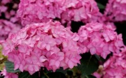 Let's Dance 'Can Do' Hydrangea - 3 Gallon Pot -Best Plant Shop hydrangea serrata lets dance can do 3