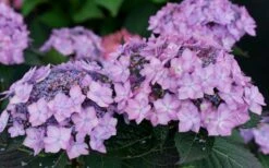 Let's Dance 'Can Do' Hydrangea - 2 Gallon Pot 16 Let's Dance 'Can Do' Hydrangea - 2 Gallon Pot -Best Plant Shop hydrangea serrata lets dance can do 7 1