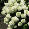Silver Dollar Hydrangea - 3 Gallon Pot -Best Plant Shop hydrangea silver dollar 1