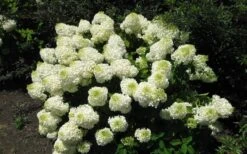 Silver Dollar Hydrangea - 1 Gallon Pot -Best Plant Shop hydrangea silver dollar 2 1