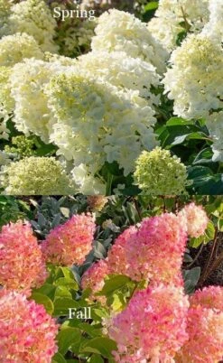 Silver Dollar Hydrangea - 1 Gallon Pot -Best Plant Shop hydrangea silver dollar 4 1