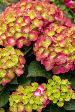 Tilt-A-Swirl Hydrangea - 3 Gallon Pot - SALE -Best Plant Shop hydrangea tilt a whirl 500x750 1