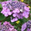 Twist-N-Shout Endless Summer Hydrangea - 3 Gallon Pot 1 Twist-N-Shout Endless Summer Hydrangea - 3 Gallon Pot -Best Plant Shop hydrangea twist n shout 12