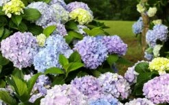 Dear Dolores Hydrangea - 2 Gallon Pot -Best Plant Shop hydrangea20dear20delores 1
