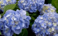 Dear Dolores Hydrangea - 3 Gallon Pot 13 Dear Dolores Hydrangea - 3 Gallon Pot -Best Plant Shop hydrangea20dear20delores202