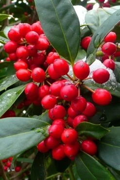 Nellie R. Stevens Holly - 3 Gallon Pot -Best Plant Shop ilex nellie r stevens holly tree berries 11