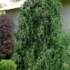 Weeping Yaupon Holly (Ilex Vomitoria 'Pendula') - 7 Gallon Pot (4-5') -Best Plant Shop ilex vomitoria pendula weeping yaupon holly tree 4