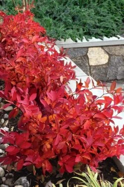 Scentlandia Sweetspire (Itea Virginica) - 3 Gallon Pot 12 Scentlandia Sweetspire (Itea Virginica) - 3 Gallon Pot -Best Plant Shop itea virginica scentlandia virginia sweetspire 7