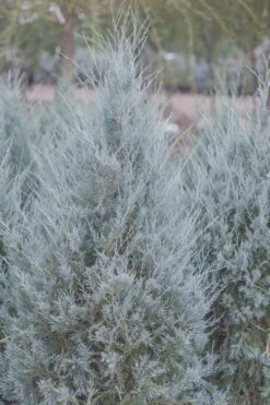 Moonglow Pyramidal Blue Juniper - 3 Gallon Pot