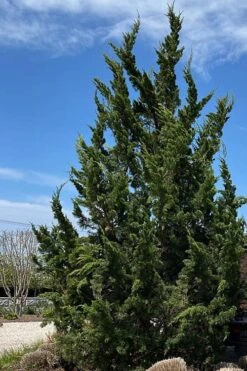 Kaizuka Twisted Juniper - 3 Gallon Pot -Best Plant Shop juniperus chinensis kaizuka twisted juniper 5