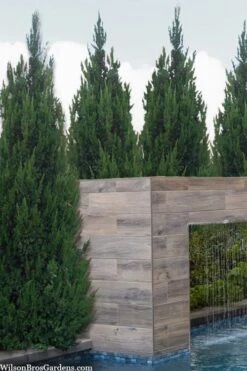 Spartan Juniper - 1 Gallon Pot -Best Plant Shop juniperus chinensis spartan columnar juniper 20