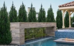 Spartan Juniper - 1 Gallon Pot -Best Plant Shop juniperus chinensis spartan columnar juniper 40