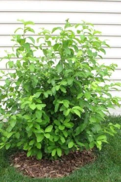 Spicebush (Lindera Benzoin) - 5 Gallon Pot 23 Spicebush (Lindera Benzoin) - 5 Gallon Pot -Best Plant Shop lindera benzoin yellow spicebush 11