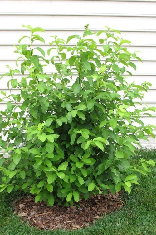 Spicebush (Lindera Benzoin) - 5 Gallon Pot 12 Spicebush (Lindera Benzoin) - 5 Gallon Pot - Image 10