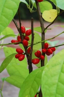 Spicebush (Lindera Benzoin) - 5 Gallon Pot 20 Spicebush (Lindera Benzoin) - 5 Gallon Pot -Best Plant Shop lindera benzoin yellow spicebush 14
