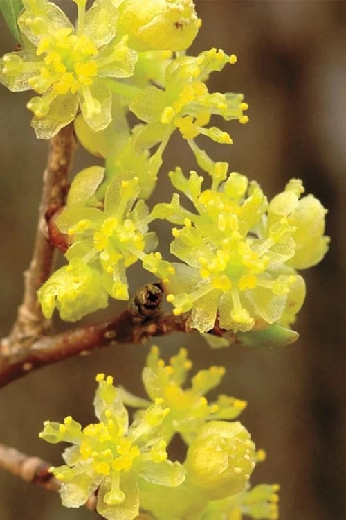 Spicebush (Lindera Benzoin) - 5 Gallon Pot 3 Spicebush (Lindera Benzoin) - 5 Gallon Pot