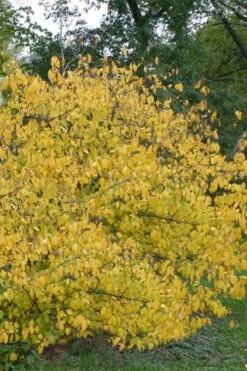 Spicebush (Lindera Benzoin) - 5 Gallon Pot 19 Spicebush (Lindera Benzoin) - 5 Gallon Pot -Best Plant Shop lindera benzoin yellow spicebush 21