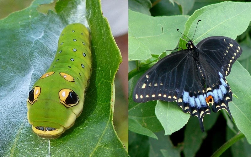 Spicebush (Lindera Benzoin) - 5 Gallon Pot 7 Spicebush (Lindera Benzoin) - 5 Gallon Pot - Image 5