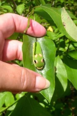 Spicebush (Lindera Benzoin) - 5 Gallon Pot 22 Spicebush (Lindera Benzoin) - 5 Gallon Pot -Best Plant Shop lindera benzoin yellow spicebush 7