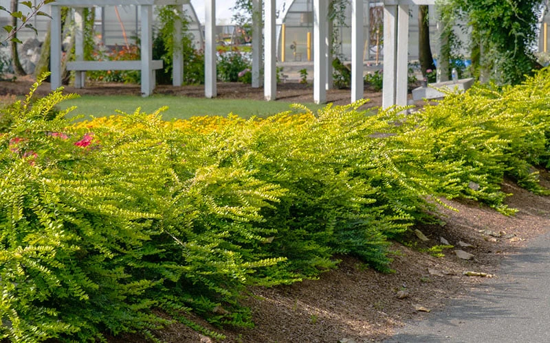 Thunderbolt Golden Box Honeysuckle - 3 Gallon Pot 8 Thunderbolt Golden Box Honeysuckle - 3 Gallon Pot - Image 6