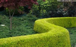 Thunderbolt Golden Box Honeysuckle - 3 Gallon Pot 12 Thunderbolt Golden Box Honeysuckle - 3 Gallon Pot -Best Plant Shop lonicera nitida thunderbolt box honeysuckle 4