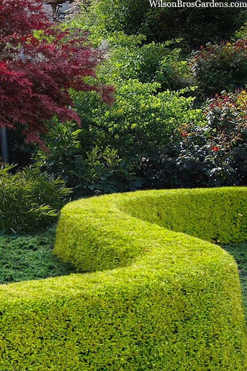 Thunderbolt Golden Box Honeysuckle - 3 Gallon Pot 6 Thunderbolt Golden Box Honeysuckle - 3 Gallon Pot - Image 4