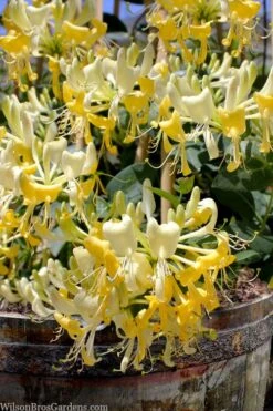 Scentsation Fragrant Yellow Honeysuckle - Lonicera Periclymenum - 1 Gallon Pot -Best Plant Shop lonicera scentsation fragrant yellow honeysuckle 101