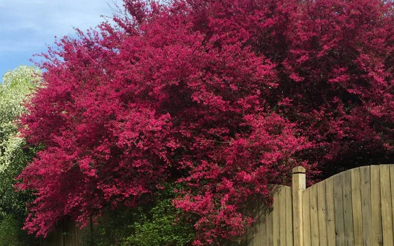 Zhuzhou Loropetalum (Chinese Fringeflower) - 7 Gallon Pot 10 Zhuzhou Loropetalum (Chinese Fringeflower) - 7 Gallon Pot - Image 8