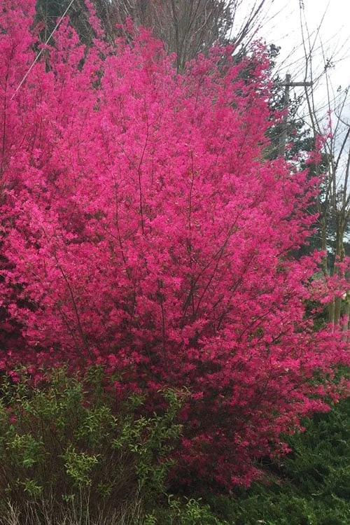 Zhuzhou Loropetalum (Chinese Fringeflower) - 7 Gallon Pot 3 Zhuzhou Loropetalum (Chinese Fringeflower) - 7 Gallon Pot