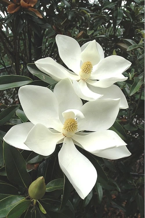 Alta Southern Magnolia - 7 Gallon Pot (3-4') 3 Alta Southern Magnolia - 7 Gallon Pot (3-4')