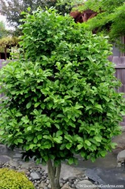 Ann Magnolia Tulip Tree - 2 Gallon Pot -Best Plant Shop magnolia ann 112 4