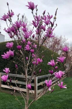 Ann Magnolia Tulip Tree - 3 Gallon Pot -Best Plant Shop magnolia ann tulip tree 100 1
