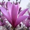 Ann Magnolia Tulip Tree - 2 Gallon Pot 2 Ann Magnolia Tulip Tree - 2 Gallon Pot -Best Plant Shop magnolia ann tulip tree 101 2
