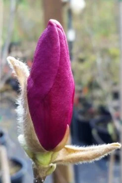 Betty Magnolia Tulip Tree - 3 Gallon Pot -Best Plant Shop magnolia betty 21 1