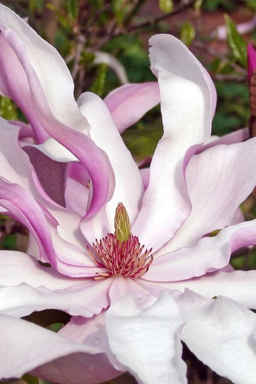 Betty Magnolia Tulip Tree - 1 Gallon Pot 3 Betty Magnolia Tulip Tree - 1 Gallon Pot